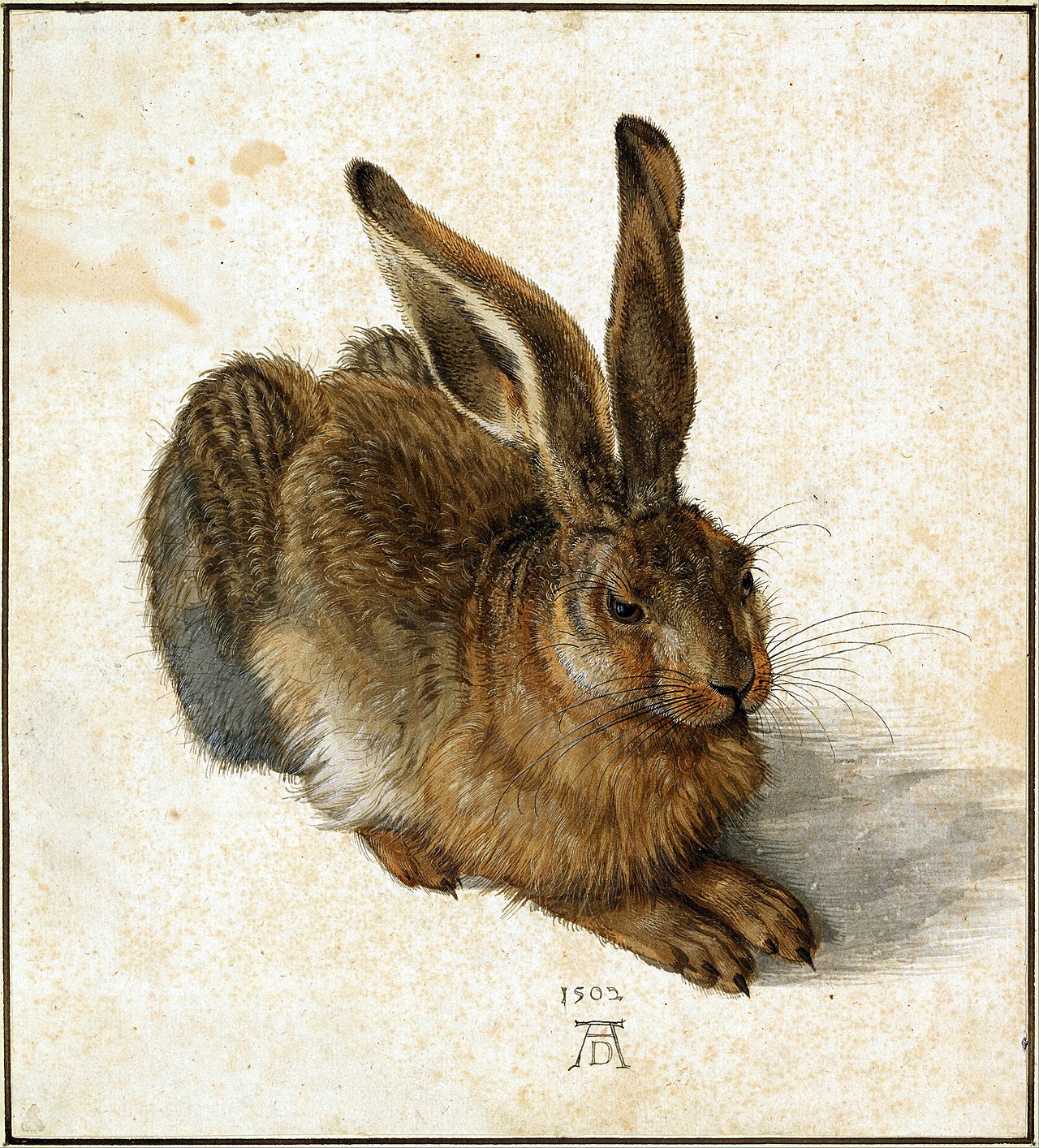 La liebre joven by Albrecht Dürer (1502)